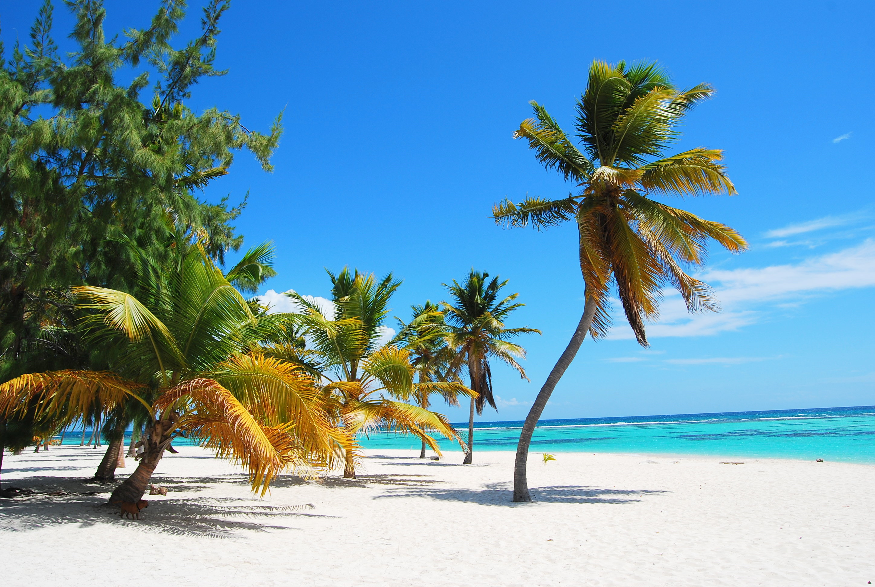 Vola ai Caraibi e in Brasile